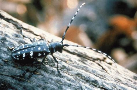 Asian Longhorned Beetle Native Habitat: Where It Thrives