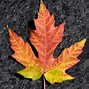 Image result for Maple Leaf
