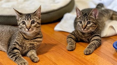 Adoption Event at PetSmart Knightdale, 1014 Shoppes at Midway Dr ...