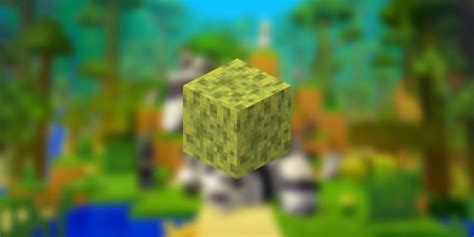 Everything You Should Know About Sponges In Minecraft