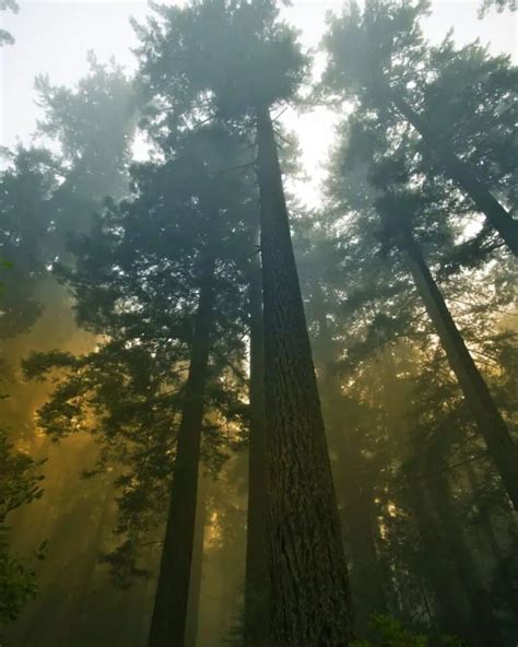 Image result for Hyperion Tree Facts