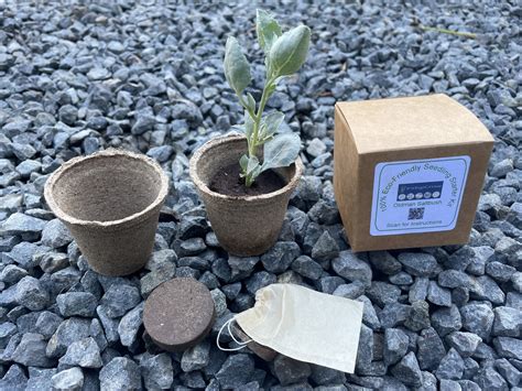 Eco-Friendly Seedling Starter Kit Oldman Saltbush – IndigiGrow