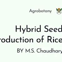 Hybrid Seed Production Technology in Rice | Crop Improvement - I Notes ...