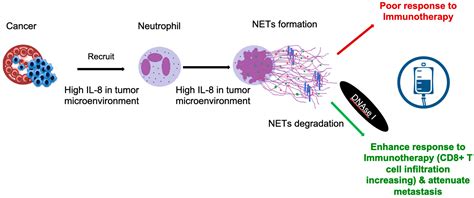 Potential Role of Neutrophil Extracellular Traps in Cardio-Oncology