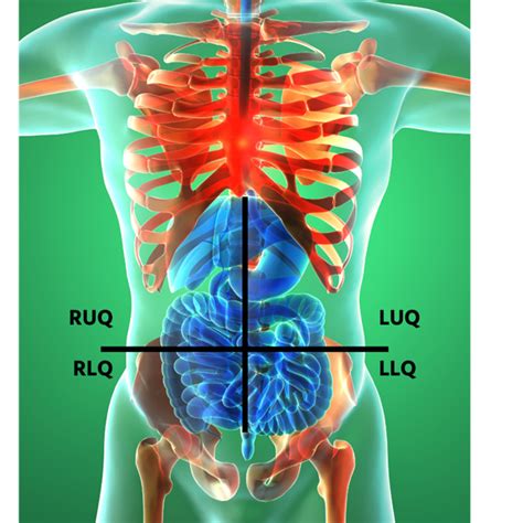 Abdomen Diagram Quadrants