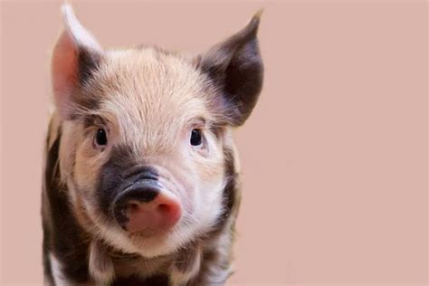 属猪今年多大2020 猪年几点出生好 - 第一星座网