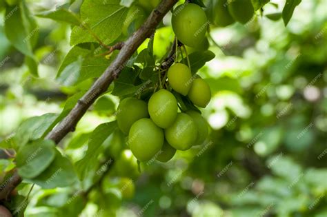 Premium Photo | Plenty of green sour plum fruit on the tree
