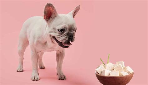 Can Dogs Eat Tofu