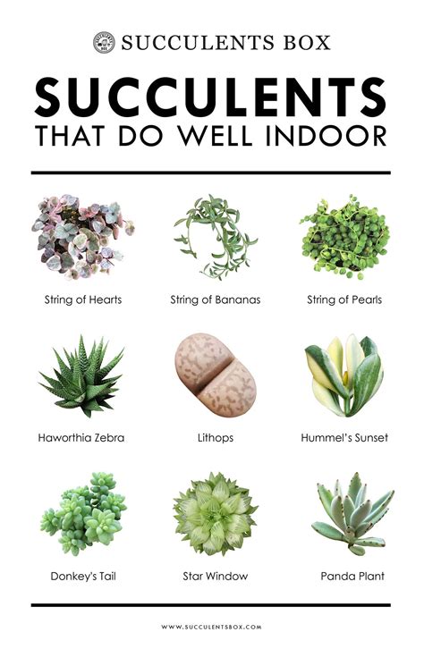 Succulents that do well indoors Types Of Succulents, Growing Succulents ...