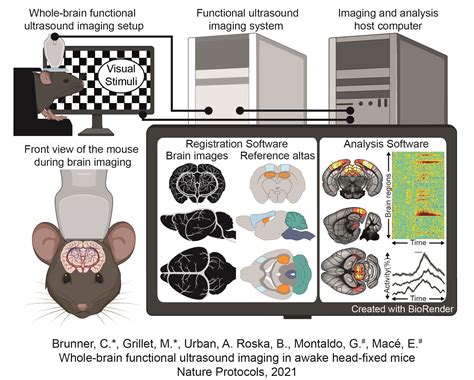 GitHub - nerf-common/whole-brain-fUS: Whole-brain functional ultrasound ...
