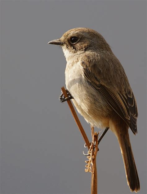 Grey Bushchat (female) - Saxicola ferrea - Indian Birds - Birding in India
