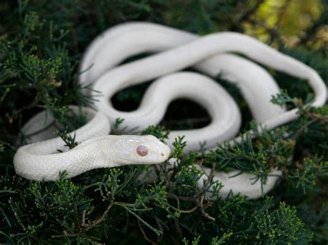 15 Rare Albino Animals That Nature Forgot To Colour