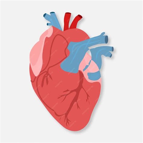 Human heart vector illustration | Premium Vector