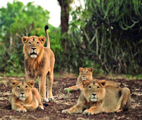 World Lion Day 2021: How Asiatic Lion Population In India Made A ...