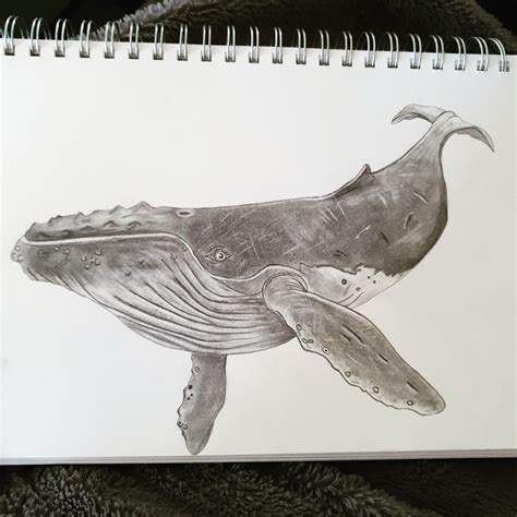 Humpback Whale Drawing