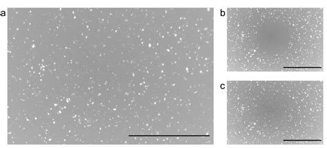 Assembly of Cell-Free Synthesized Ion Channel Molecules in Artificial ...