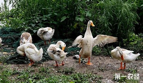 2016年鸭子养殖技术归纳汇总（上） 鸭子养殖基础知识大全 - 养殖技术 - 第一农经网