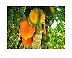 Creative Farmer Rare Dwarf Hybrid Papaya Fruit Seedling Live Plant ...