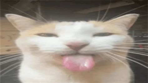 Image result for Cat Coding at Computer