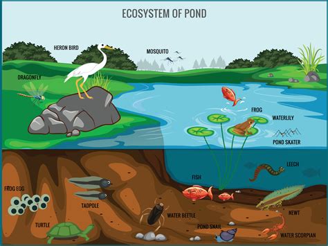 Pond Ecosystem Diagram For Kids