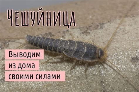 Сантехник ...: Как избавиться от чешуйницы в квартире