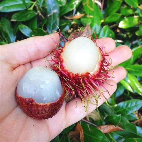 Rambutan Vs Lychee Tropical Wild Edibles Rambutan