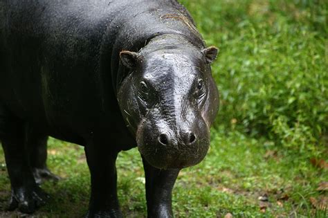Pygmy Hippo 2025: Incredible Facts, Habitat, Diet & More