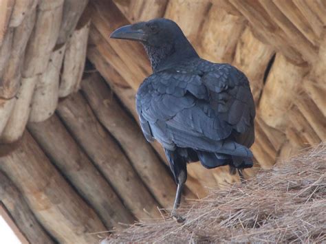 Fan-tailed Raven - eBird