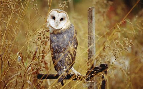 Download A magnificent barn owl resting in its habitat | Wallpapers.com