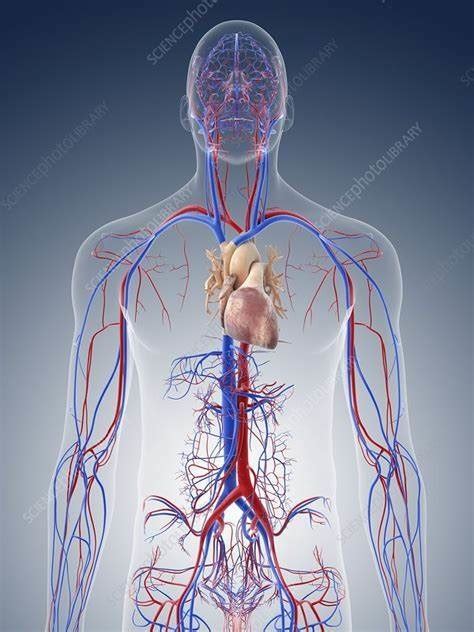 Image result for Cardiac System Explained Simple Beginners