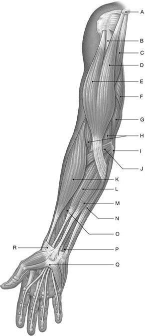 Arm Muscle Diagram Diagram | Quizlet
