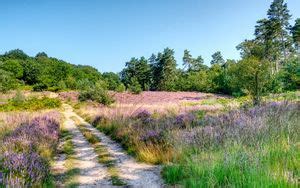 Wallpaper field, path, clouds, landscape, nature hd, picture, image