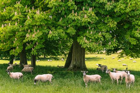 Small Acres 的图像结果