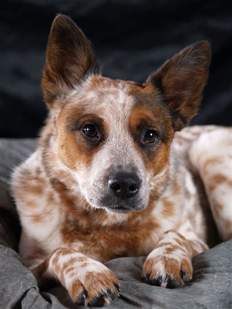 red heeler Aussie Cattle Dog, Cattle Dogs Rule, Australian Cattle Dogs ...