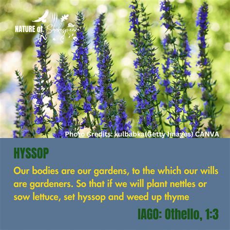 HYSSOP — The Nature of Shakespeare