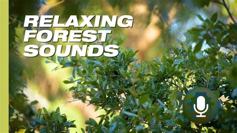 Image result for Relaxing Tree Sounds