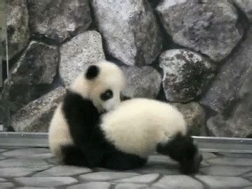Image result for Pandas Library Python Application