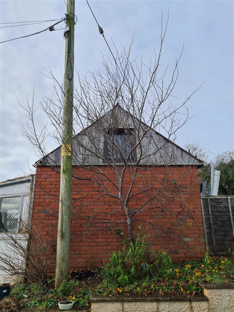 Image result for Plum Tree Pruning