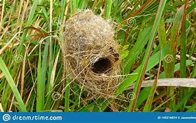 Image result for Little Ball of Grass Nest