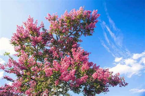 Image result for Pruning Crape Myrtle Tree
