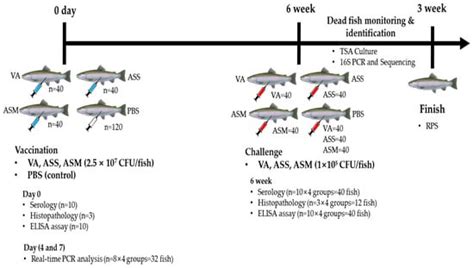 Characterization and Vaccine Development of Vibrio anguillarum ...