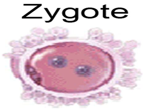 SONU ACADEMY: CELL DIVISION MITOSIS AND MEIOSIS - TEXT