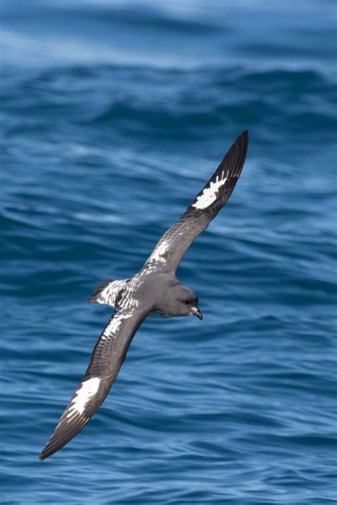 Image result for Petrel Features