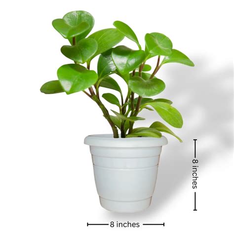 Indoor Combo: Tradescantia, Peperomia, English Ivy, Njoy