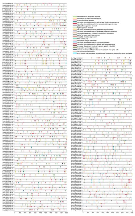 Genome-Wide Identification of the NAC Gene Family in Brassica rapa (L ...