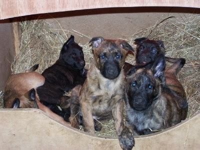 Malinois Herder Welpen in Erndtebrück | Tiere | Kleinanzeigen