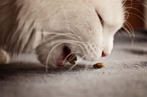 Can Cats Eat Rice?: White, Brown and Other Grains to Know