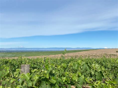 Two Mountain Winery Rosé – WineStyles Tasting Station