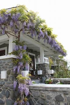 Climbing Plants For Front Of House by Wisteria On Front Porch Porch Plants Cottage Garden Climbing Plants For Front Of House