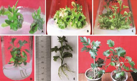 Image result for Plantlets Examples